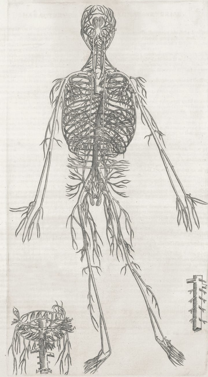 How Multiple Sclerosis Alters Vascular Health