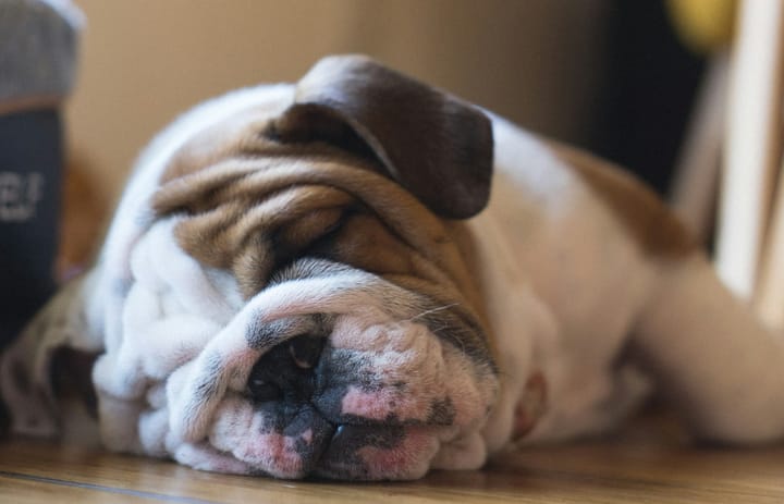 Dogs' sleep waves correlate to their general intelligence - the dog g-factor